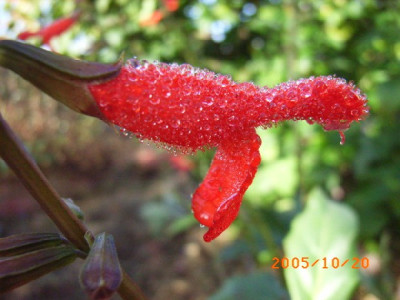 Kopie_von_S.miniata2.JPG