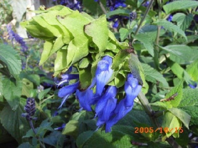 Kopie_von_S.atrocyanea2.JPG