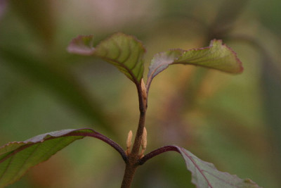 Callicarpa-Okt-1.jpg