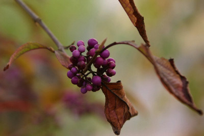 Callicarpa-Okt-2.jpg