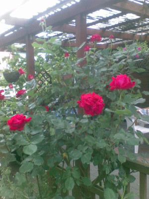 No Name Rose.jpg