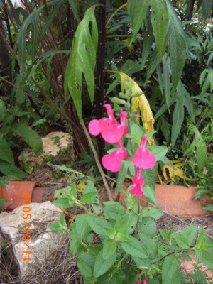 S.lemmonii.JPG