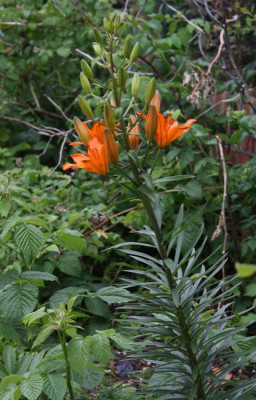 lilibulb152.jpg