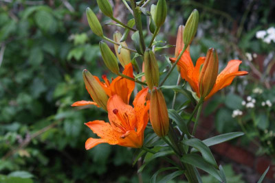 lilibulb15.jpg