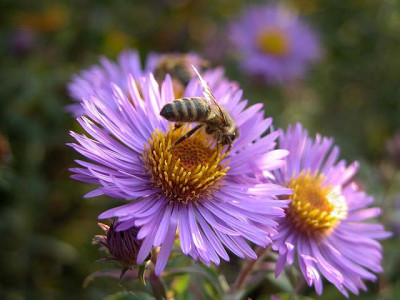 aster.jpg