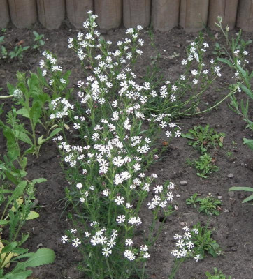 Sternbalsam 2015-06-18.jpg
