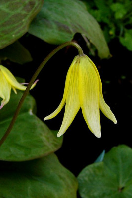 Erythronium_Pagode.jpg