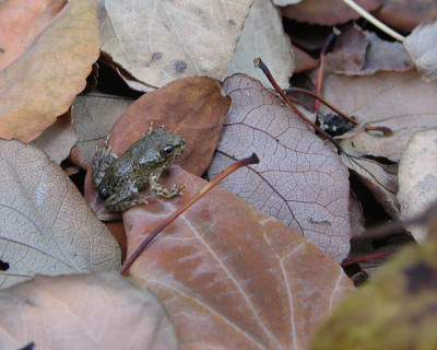Froschchen.jpg
