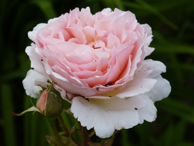 2015-06-18 Rosen 'Forster Rosentraum'.jpg