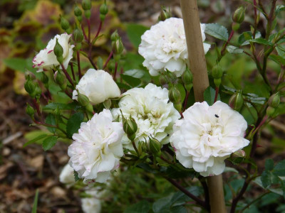 2015-06-18 Rosen 'Green Diamond'.jpg