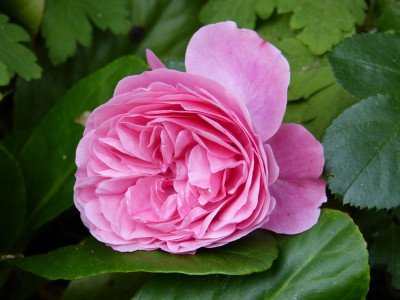 2015-06-18 Rosen 'Leonardo da Vinci'.jpg