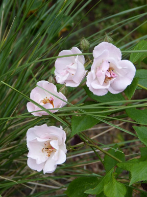 2015-06-18 Rosen 'Lupes Buttons'.jpg