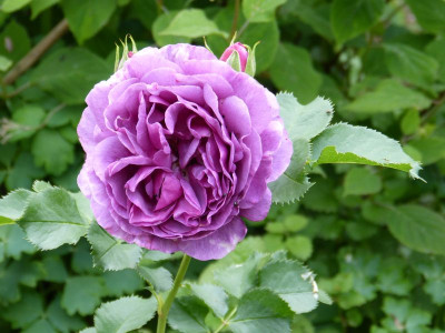 2015-06-18 Rosen 'Minerva'.jpg