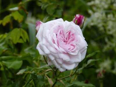 2015-06-18 Rosen 'NWE 03'.jpg