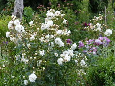 2015-06-18 Rosen 'Schneewittchen 01'.jpg