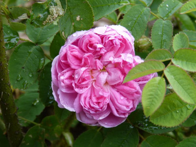 2015-06-18 Rosen 'Soupert et Notting'.jpg