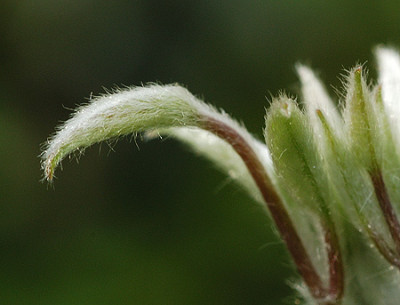 clematis_piilu_4450.jpg