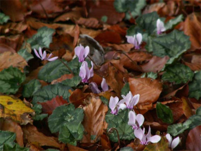 2005_NL-Wiersse-Veilchen.jpg