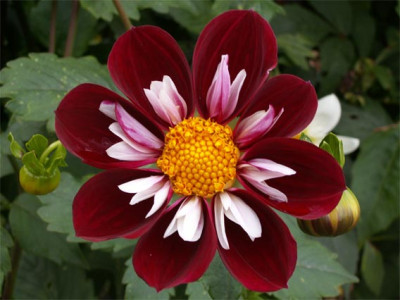 2005_NL-Wiersse-Dahlie.jpg