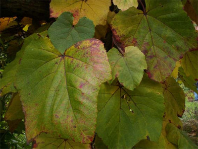 2005_NL-Wiersse-Vitis-Coig.jpg