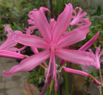 Nerine_Kodora1.jpg