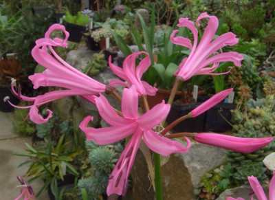 Nerine_Kodora2.jpg