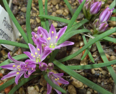 Polyxena_corymbosa1.jpg