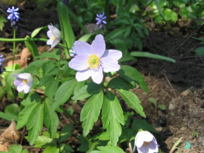 Anemone_Robinsoniana.jpg