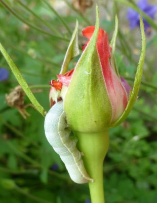 Raupe3.jpg