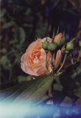 Ambridge_Rose.jpg