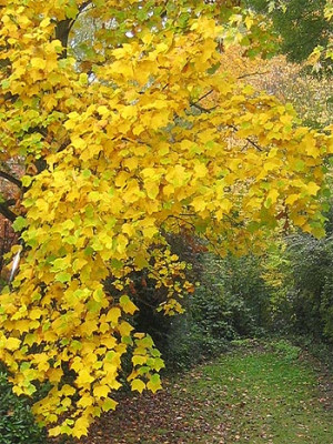 welcher_baum_23_10_05.jpg