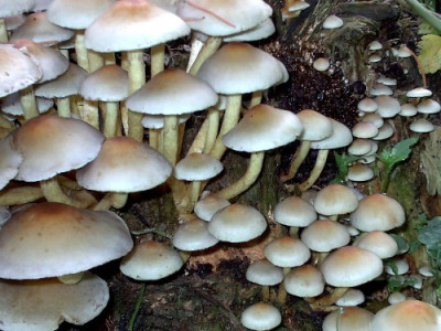 Pilzwald.10.05_004.jpg
