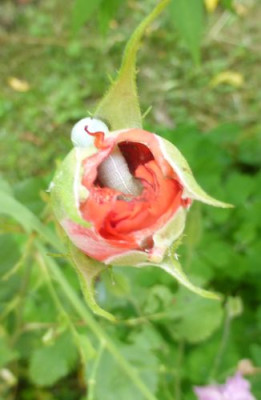 Raupe1.jpg
