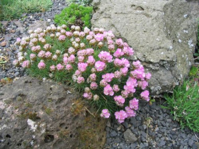 Im_Steingarten.jpg