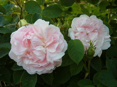 MaidensBlush_a.jpg