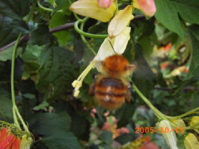 ehrliche_Hummel3.JPG