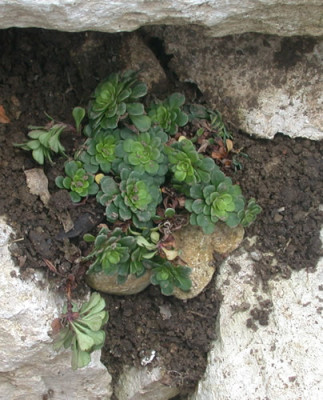 Keilblattriger_Steinbrech_HR_4692_84.jpg