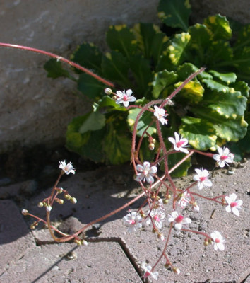Schattensteibrech_Aureopunctata_S3_9644_86.jpg