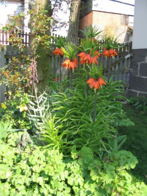 persisch-kaiserliches.jpg