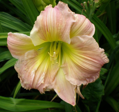 Bee´s bettie Sue 2015 4.jpg