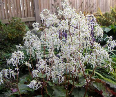 Saxifraga_fortunei_Rubifolia_2005-10-22.JPG