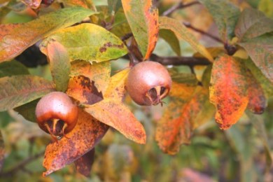 Mispeln_Herbstfarbung.jpg