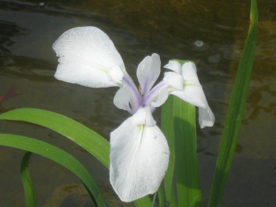 Iris laevigata-Snowdrift01.JPG