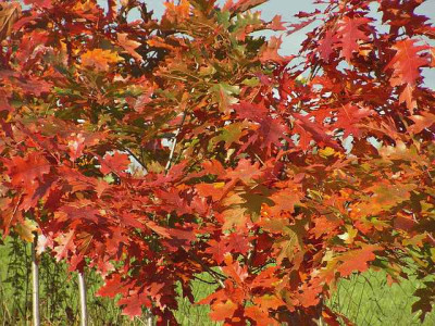 Quercus_rubra_0006.jpg