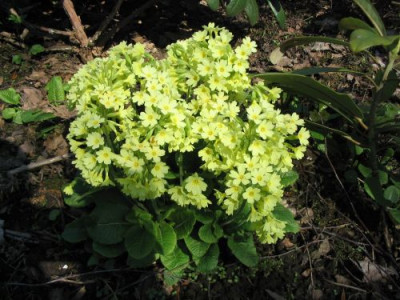 Primula_elatior_Angeber-Tuff.jpg