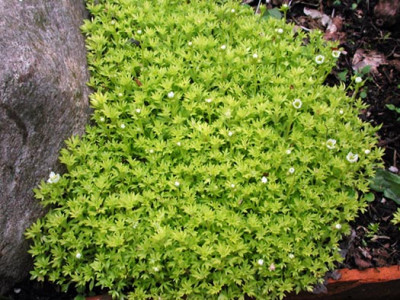 1saxifraga.jpg