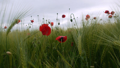 mohn-korn 1.jpg