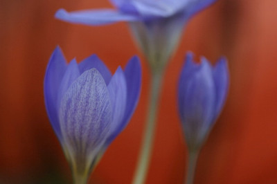 Crocus-Okt-1.jpg