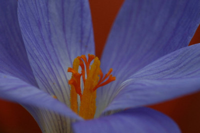 Crocus-Okt-2.jpg