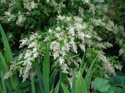 Holodiscus discolor 2015.jpg
